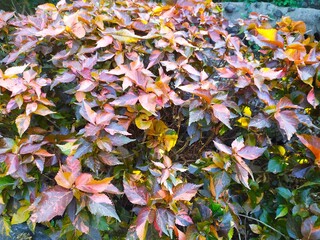 Acalypha wilkesiana leaves