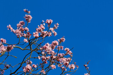 Pretty pink cherry blossom flowers on branch against deep blue sky. Spring blooms of flowering Sakura tree in Ireland