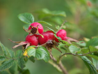 red rose hips