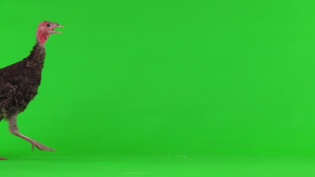 a young turkey walks and talks on a green screen