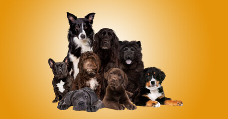 group of eight dogs looking at camera