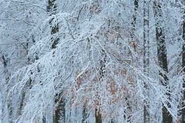 Winter landscape of snow flocked forest, Yankee Springs State Park, Michigan, USA