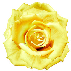 Yellow rose flower.  Flower isolated on a white background. No shadows with clipping path. Close-up. Nature.