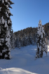 Spruce trees covered in snow	