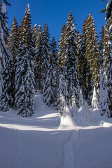 Trees covered with snow in the mountains	