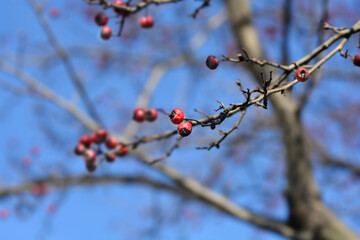 Common Hawthorn