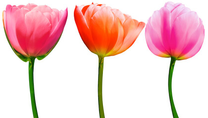 set  flowers tulips on a white  isolated background with clipping path. Close-up. Flowers on the...
