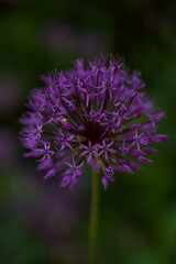 Decorative bow (Allium), close-up, selective focus. A spider sits on a flower. Vertical orientation.