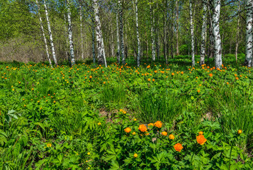 Flowering glade of orange trollius asiaticus or globe-flowers in spring  birch forest. Bright sunny spring landscape with beautiful blossoming wild flowers in birch grove at sunny day