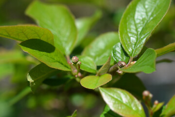 Peking cotoneaster