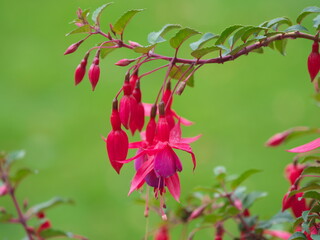 red flowers and green leaves