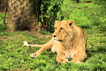 A view of an African Lion