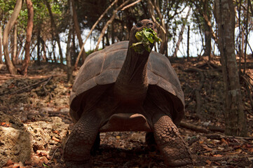 giant island turtle eating leaves