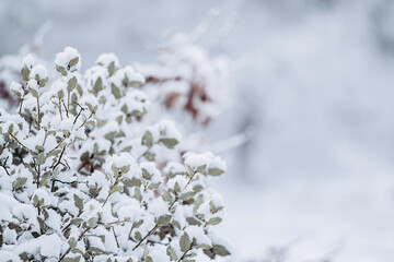 Arbre sous la neige - Ambiance glaciale hivernale