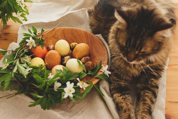 Cute tabby cat sitting at easter eggs in wooden bowl with spring flowers on rustic table at home