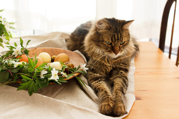 Cute tabby cat sitting at easter eggs in wooden bowl with spring flowers on rustic table at home