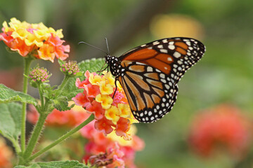 butterfly on flower