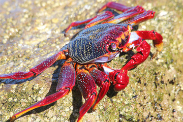 rote_Klippenkrabe © Stephan von Mikusch