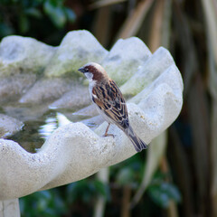 A tiny House Sparrow,  Passer domesticus, perched on a white scalloped birdbath in a garden