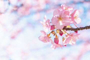 河津桜と青空