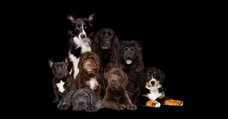 eight dogs isolated on black background