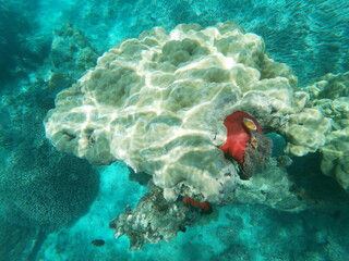 FISH