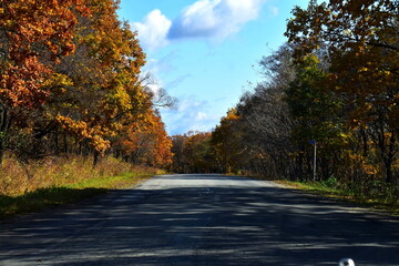 Naklejka premium autumn in the forest