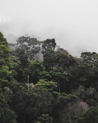 Fototapeta na wymiar bosque nuboso