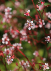 Close up image of a London Pride Flower. Botanical name Saxifraga × urbium. The flowers are white but their pink colour is caused by minute pink spots on the petals and bright pink stems.