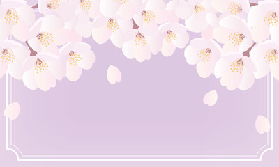 桜背景イラスト枠あり-紫