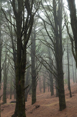 Fototapeta premium Forest of Canary Island pine.