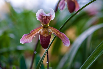 Lady Slipper orchid flower (Paphiopedilum ) or Venus slipper, closeup
