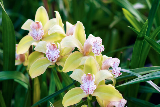 Yellow boat-orchid flowering in botanical garden, closeup