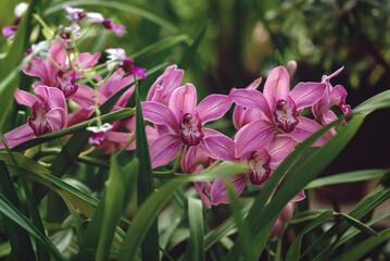 Orchids flowering in the garden, pink Cymbidium or Boat-orchid flowers against green leaves - obrazy, fototapety, plakaty