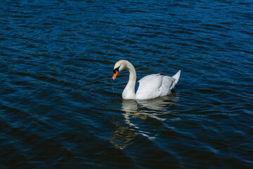 Beautiful swan floats on the lake