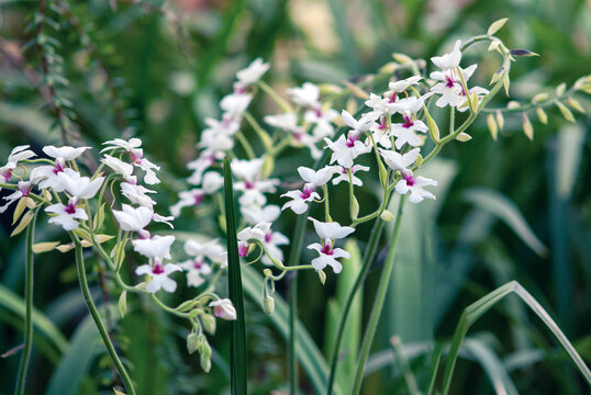 Calanthe vestita orchid flowering in botanical garden