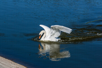 Fototapeta na wymiar Beautiful swan floats on the lake