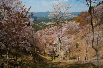 吉野山の桜 (桜 sakura ,cherry,japan,flower,travel,spring,tree,blossom,yoshino,nara)	