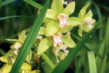 Cymbidium boat orchid)yellow flowers in orchid garden, closeup