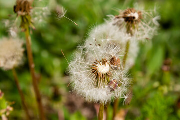 Macro dandelions on a background of green grass