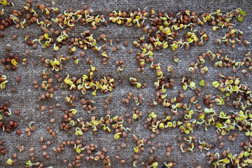 Micro greens background. Closeup of microgreen growing up on burlap. Green sprouts germinated from organic high quality plant seeds. Balcony gardening, organic homegrown food concept. Selective focus