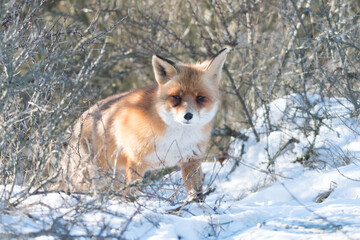 Red fox in the snowy world with freshly fallen snow. 
Photographed in the dunes of the Netherlands.