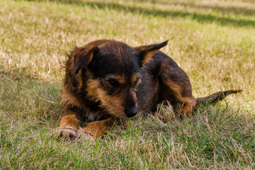 Old dog posing and resting on the grass close-up