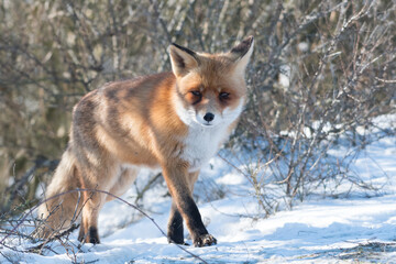 Naklejka na ściany i meble Red fox in the snowy world with freshly fallen snow. Photographed in the dunes of the Netherlands.