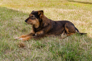 Old dog posing and resting on the grass close-up
