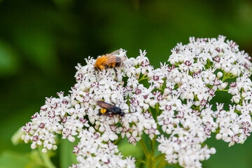 The bee sits on white flowers