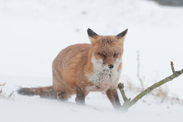 Red fox in the snowy world with freshly fallen snow. 
Photographed in the dunes of the Netherlands.