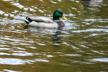 Ducks swimming on the lake