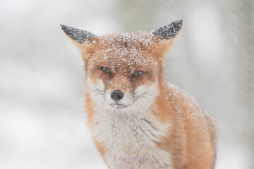 Red fox in the snowy world with freshly fallen snow. 
Photographed in the dunes of the Netherlands.