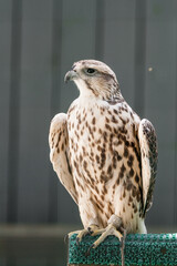 Beautiful falcon